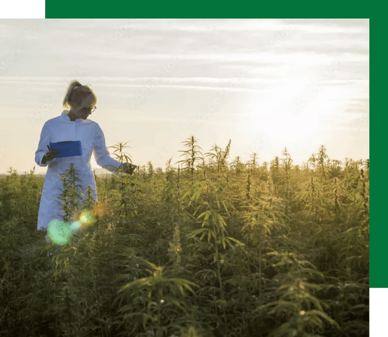 worker in cannabis field-p-800